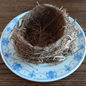 Real Abandoned Bird Nest Wisconsin Curiosities Dark Academia Natural Crafts